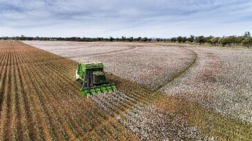 Türkiye, Dünya Pamuk Günü’nde Söke Pamuğunun muvaffakiyetini kutluyor