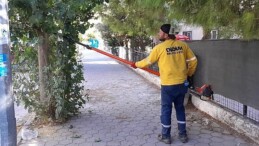 Didim’de Ağaç Budama Çalışmaları Sürüyor