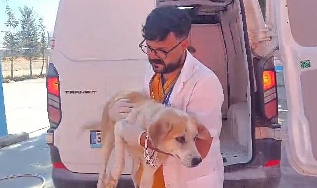 Didim’de Kuyuya Düşen Köpek Belediye Gruplarınca Kurtarıldı