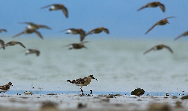 Dünya Doğa Koruma Birliği (IUCN) 16 kuş çeşidinin durumunun berbata gittiğini açıkladı, bunlardan 5’i Türkiye’de görülen çeşitler.