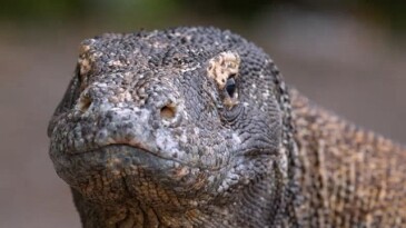 Harika Komodo Ejderi’nin Dünyasında Bir Seyahate Çıkartan ‘Ejderhalar Ortaya Çıkıyor’ 27 Ekim Pazar Günü 20.00’de National Geographic WILD Ekranlarında!