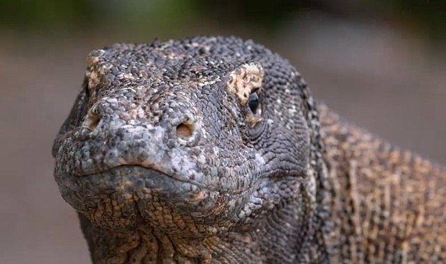 Harika Komodo Ejderi’nin Dünyasında Bir Seyahate Çıkartan ‘Ejderhalar Ortaya Çıkıyor’ 27 Ekim Pazar Günü 20.00’de National Geographic WILD Ekranlarında!