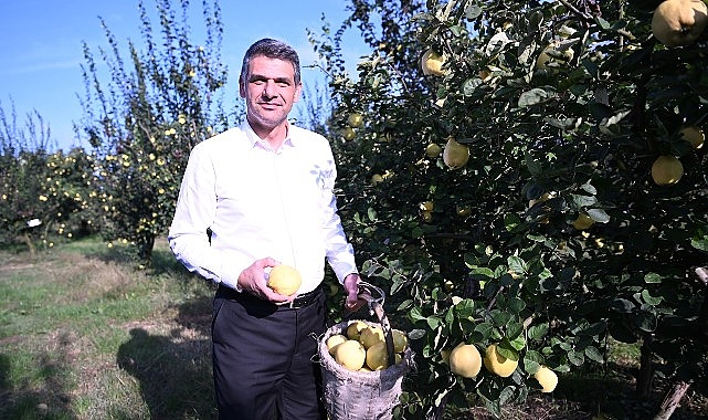 Hasat Başladı, Artık Eşme Ayva Şenliği Vakti