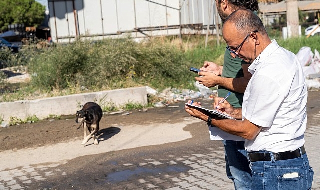 Sahipsiz Köpek Popülasyonu İdaresi İzmir Hareket Planı uygulanıyor