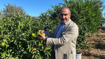 Satsuma mandalinanın ihracat seyahati 18 Ekim’de başlıyor