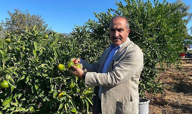 Satsuma mandalinanın ihracat seyahati 18 Ekim’de başlıyor