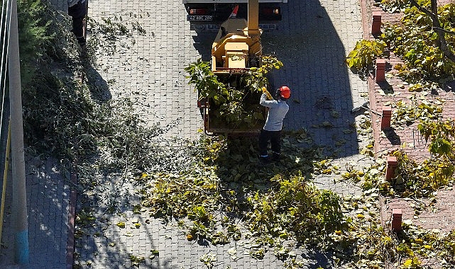 Selçuklu’da Ağaç Budama Çalışmaları Devam Ediyor