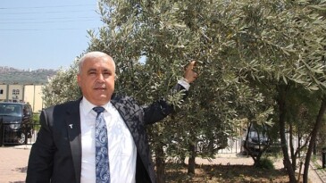 Sofralık zeytin ihracatında tarihi rekor… Sofralık zeytin ihracatı 210 milyon dolara ulaştı