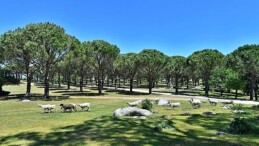 Bergama Belediyesi Zeytin ve Fıstıkta Markalaşma Yolunda