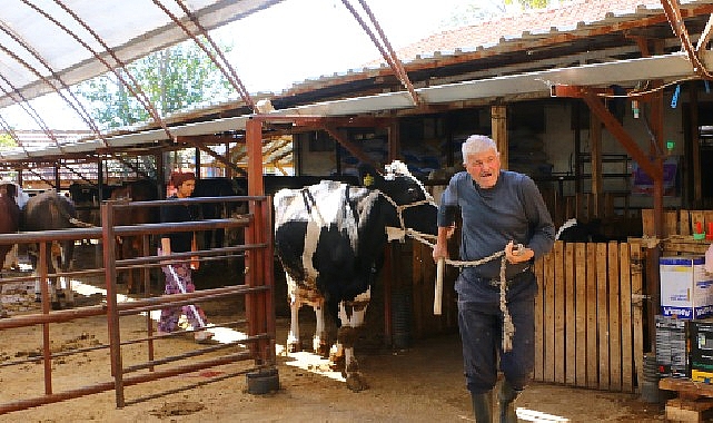 Büyükşehir Belediyesi’nin hayvan üreticilerine dayanağı sürüyor