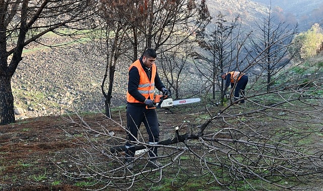 Çiğli Belediyesi Orman Yangınının İzlerini Silmek İçin Seferber Oldu