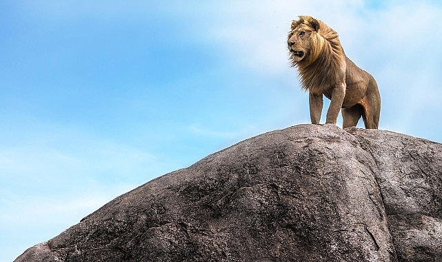 ‘Çöl Aslanları: İskelet Kıyısında Hayatta Kalmak’ 7 Aralık Cumartesi Günü 20.00’da National Geographic WILD Ekranlarında!