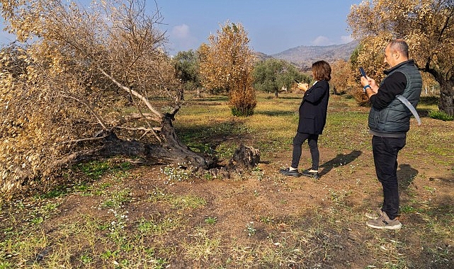 İzmir Büyükşehir yanan zeytin ağaçlarının yaşatılması için çalışma başlattı Zeytin ağaçları küllerinden doğacak