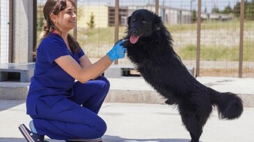 İzmir’de sahiplenilen hayvanlar fiyatsız kısırlaştırılacak