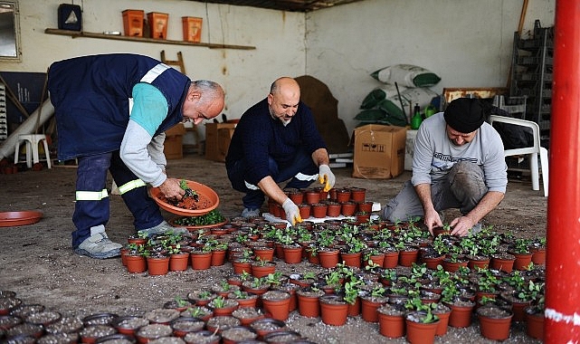 Karşıyaka Belediyesi’nin serasında binlerce çiçek yetişiyor