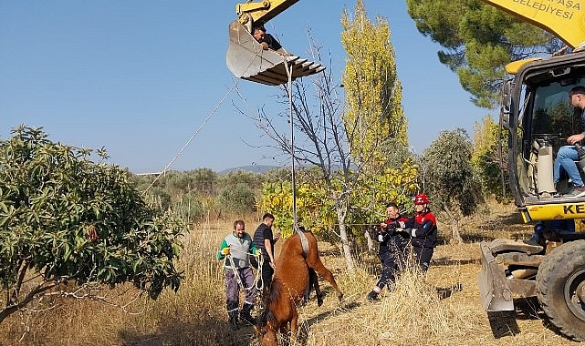 Kemalpaşa Ulucak Mahallesi’nde su kuyusuna düşen yılkı atı, grupların ağır çalışmaları sonucu kurtarıldı