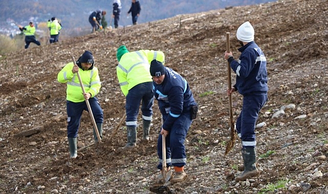 Kocaeli’de 4 bin ağaç toprakla buluşturuluyor