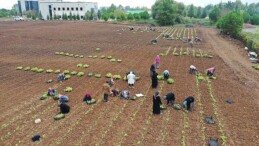 TABİP öğrencilere anlatıldı; 5 milyon fide toprakla buluşturuldu