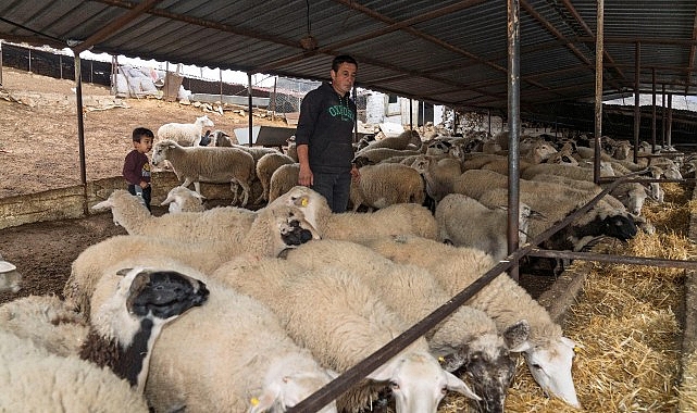 Yangın mağduru çiftçilere 225 ton yem dayanağı