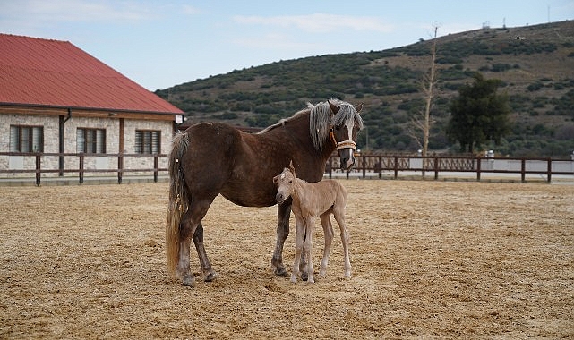 Alia Park’ın Birinci Tayı Dünyaya Geldi