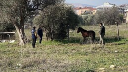 Kemalpaşa’da vatandaşlar tarafından yaralı halde bulunan Yılkı Atı, tedavi edilerek doğal yaşama salındı