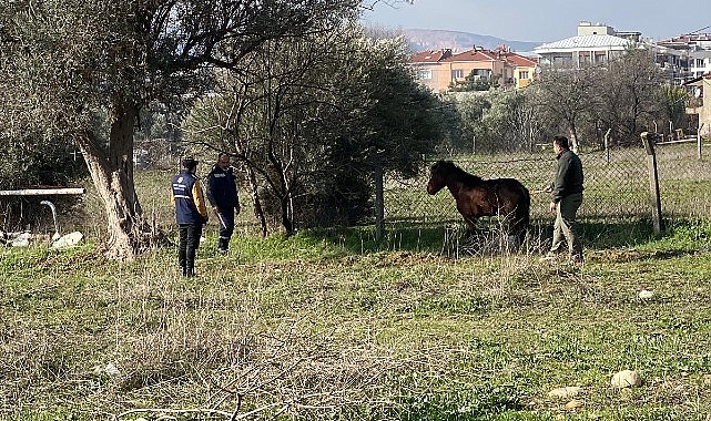 Kemalpaşa’da vatandaşlar tarafından yaralı halde bulunan Yılkı Atı, tedavi edilerek doğal yaşama salındı