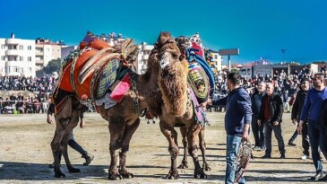 Burhaniye’de deve güreşi heyecanı yaşandı
