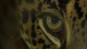 Büyük Kediler Nesli’nden ‘Jaguar Sahili’ 2 Şubat Pazar Günü 20.00’de National Geographic WILD Ekranlarında!