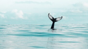 DeepSeek temalı dolandırıcılıklara dikkat