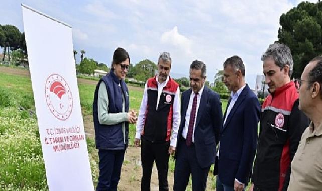 İzmir’de Kuşkonmaz Üretimi Gelişiyor: İlk Hasat ve Proje Çalışmaları