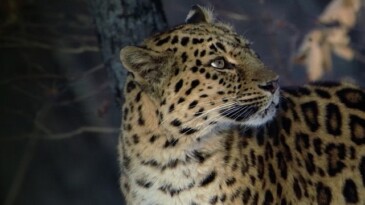 ‘Nadir Kedi Yetenekleri’ 9 Şubat Pazar Günü 20.00’de National Geographic WILD Ekranlarında!