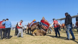 Torbalı’da deve güreşi şenliğine rekor iştirak