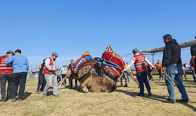 Torbalı’da deve güreşi şenliğine rekor iştirak