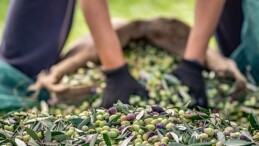 Zeytin ve zeytinyağı bölümünde verimlilik artıracak Avrupa Birliği Projesi