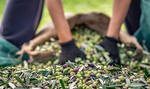 Zeytin ve zeytinyağı bölümünde verimlilik artıracak Avrupa Birliği Projesi