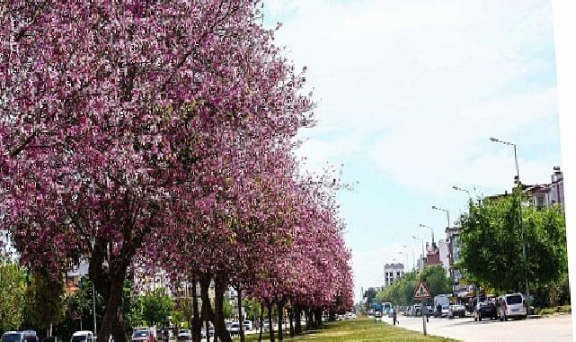 Antalya Büyükşehir Belediyesi Yazlık Çiçeklerle Şehri Renklendiriyor