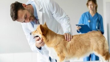 Boehringer Ingelheim’den Veteriner Hekimlere Dair Yeni Bir Bakış: Going Beyond Kampanyası ve Anket Sonuçları