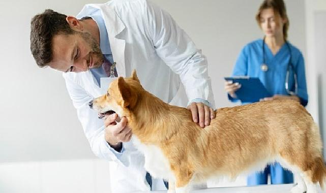 Boehringer Ingelheim’den Veteriner Hekimlere Dair Yeni Bir Bakış: Going Beyond Kampanyası ve Anket Sonuçları