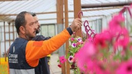 Çankaya Belediyesi’nin Bahar ve Yaz Dönemi Çiçek Üretim Çalışmaları Hız Kazandı
