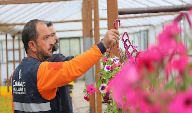Çankaya Belediyesi’nin Bahar ve Yaz Dönemi Çiçek Üretim Çalışmaları Hız Kazandı