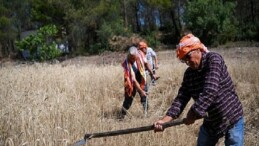 5 tonluk buğday mahallî üreticiye nefes olacak