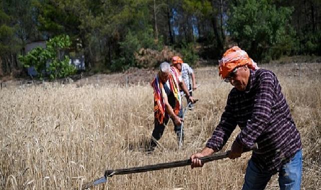 5 tonluk buğday mahallî üreticiye nefes olacak