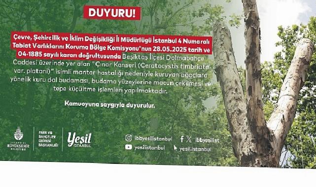 Beşiktaş’taki kanserli ağaçlara budama