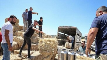 Buca Belediyesi’nden hayvancılık yapan köylülere saman balyası dayanağı