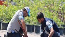 Büyükşehir’in fidanlığı Kocaeli’ni yeşillendiriyor