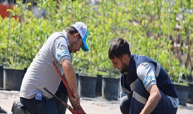 Büyükşehir’in fidanlığı Kocaeli’ni yeşillendiriyor