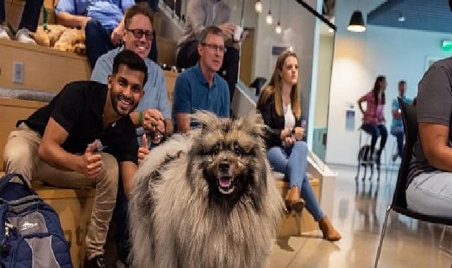 Evcil Hayvanlar İçin Açılan Kapılar, İş Dünyasında Değişik Bir Dönüşümü Beraberinde Getiriyor