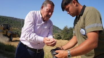 Milas Belediyesi Karakılçık Buğday Hasadı Gerçekleştirdi