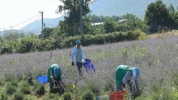Nilüfer’de lavanta hasadı başladı