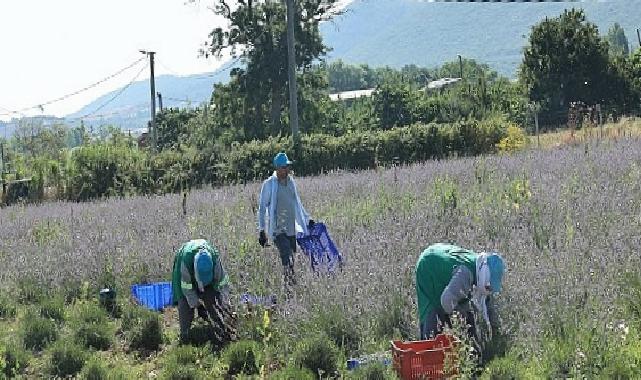 Nilüfer’de lavanta hasadı başladı